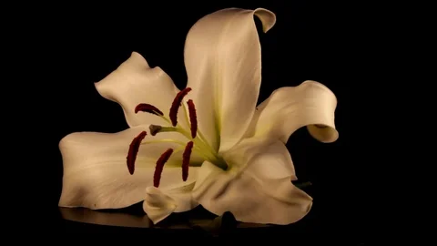 White lily Stock Footage 125066044