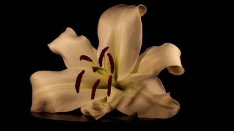 White lily Stock Footage 125066045