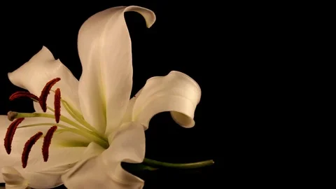 White lily Stock Footage 125066049