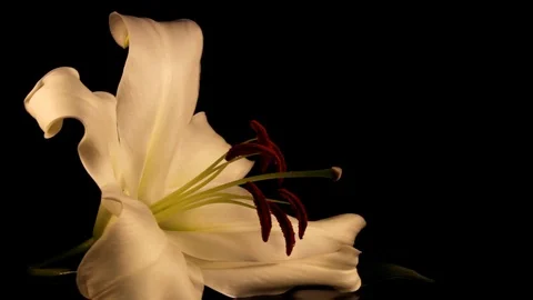 White lily Stock Footage 125066052