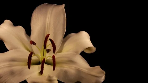 White lily Stock Footage 125066057