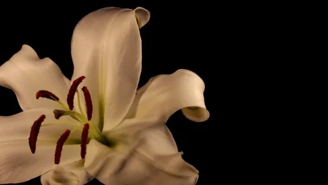 White lily Stock Footage 125066058