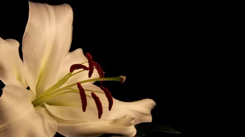 White lily Stock Footage 125066062