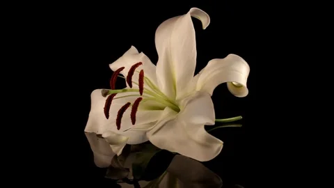 White lily Stock Footage 125066063