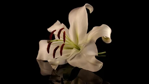 White lily Stock Footage 125066064
