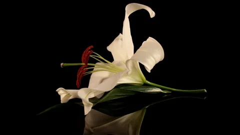 White lily Stock Footage 125066065