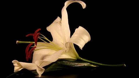 White lily Stock Footage 125066066