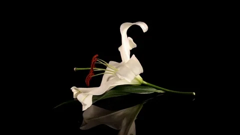 White lily Stock Footage 125066069