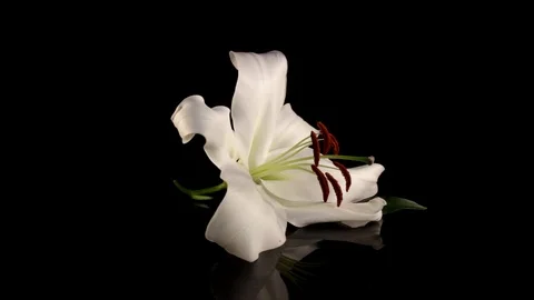 White lily Stock Footage 125066070