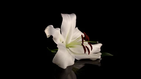 White lily Stock Footage 125066072