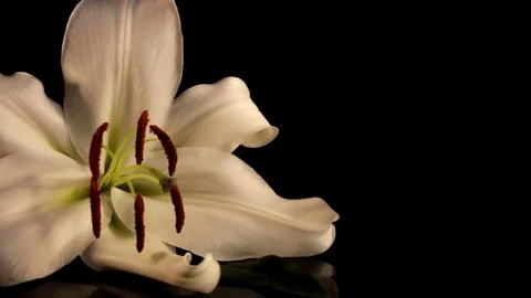 White lily Stock Footage 125066077