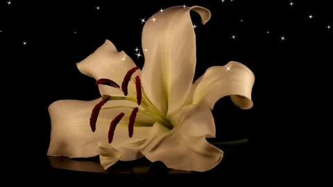 White lily Stock Footage 125120491