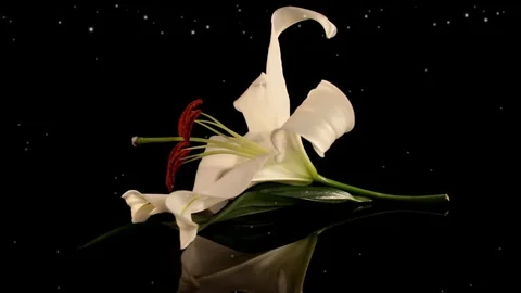 White lily Stock Footage 125120500