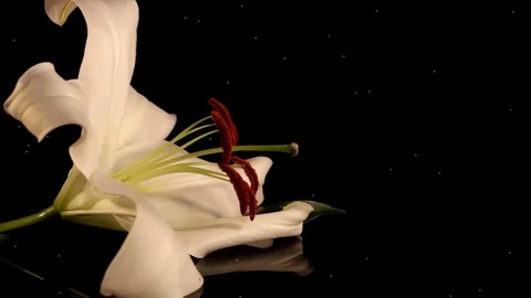 White lily Stock Footage 125120508
