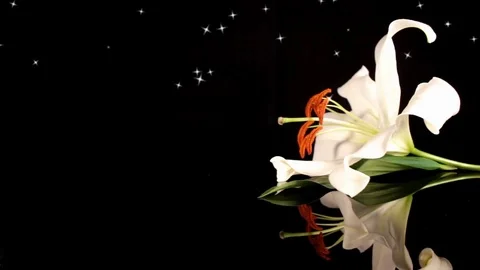 White lily Stock Footage 125120521