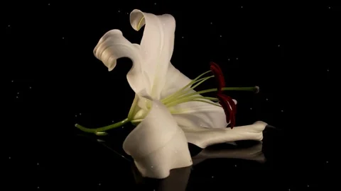 White lily Stock Footage 125120540