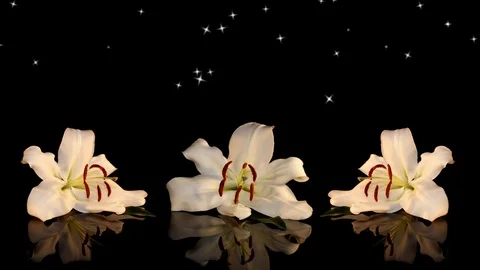 White lily Stock Footage 125120546