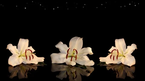 White lily Stock Footage 125120553