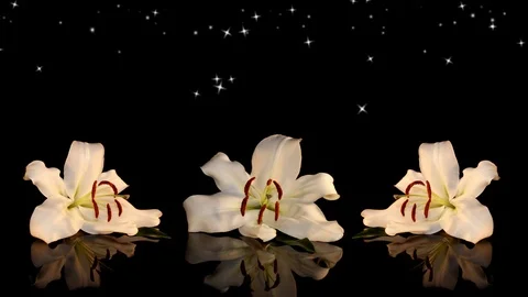 White lily Stock Footage 125120559