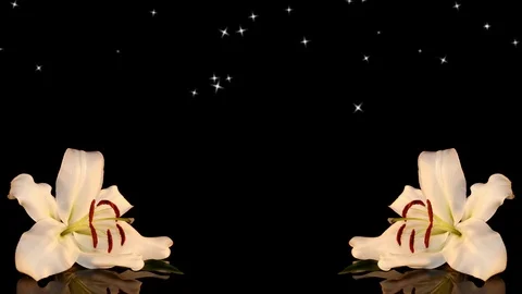 White lily Stock Footage 125120565