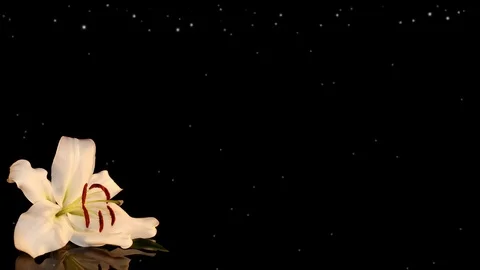 White lily Stock Footage 125120567