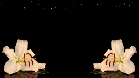 White lily Stock Footage 125120570