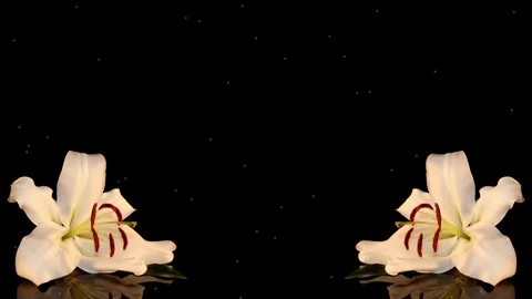 White lily Stock Footage 125120573