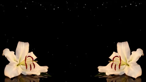 White lily Stock Footage 125120576