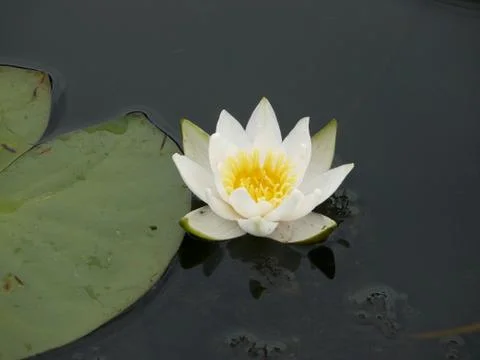 White Lily grows in the river close-up Stock Photos
