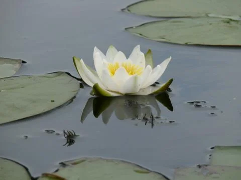 White Lily grows in the river close-up Stock Photos