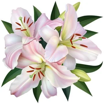 White lily Stock Illustration