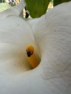White lily with insect Stock Photos
