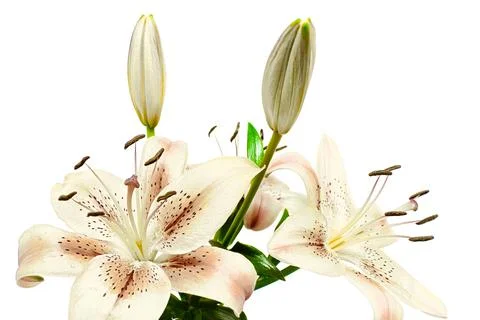 A white lily isolated on white background Фото