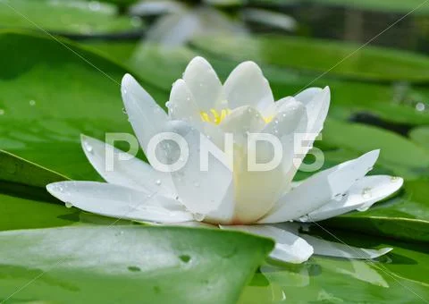 White lily on a lake Stock Photos