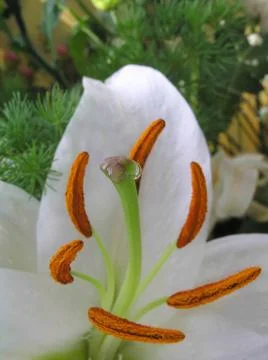 White Lily. macro Stock Photos