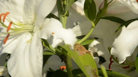 White lily. Motion camera in color with white lily on the street Video stock 32278045