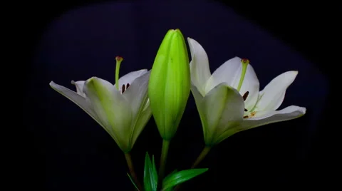 White lily opening [blooming]  timelapse in 5 seconds version 2 HD Stock Footage 6530192