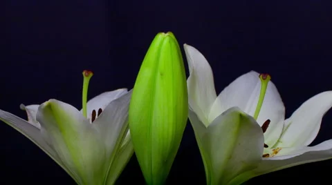 White lily opening [blooming]  timelapse in 5 seconds 1 HD Stock Footage 6530199