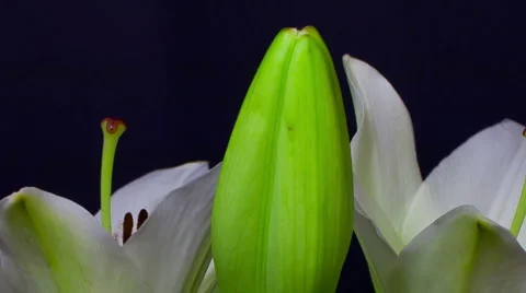White lily opening [blooming]  timelapse in 3 seconds close up HD Stock Footage 6530210
