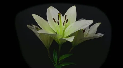 White lily opening time lapse 5 seconds reverse Stock Footage 10945192