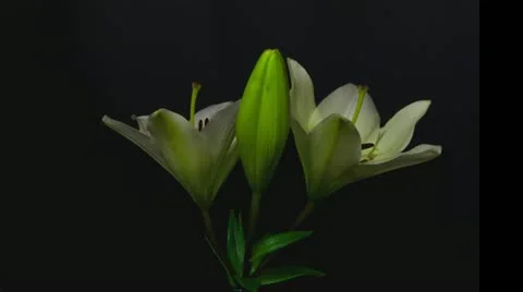 White lily opening time lapse 10 seconds Stock Footage 10945307
