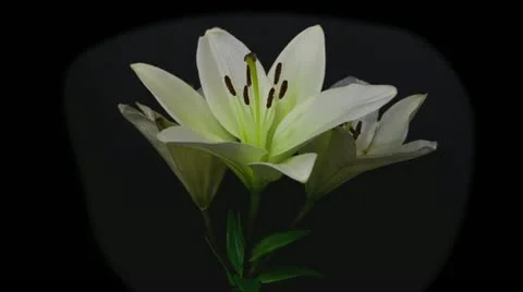 White lily opening time lapse 10 seconds reverse Stock Footage 10945363