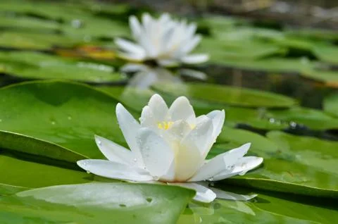 White lily Stock Photos