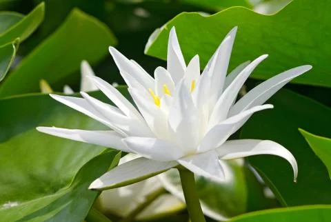 White lily Stock-Fotos
