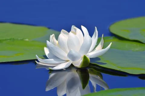 White lily Stock Photos