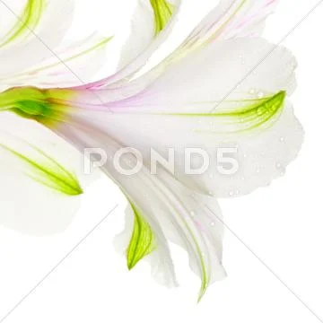 White lily Stock Photos