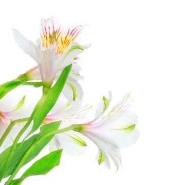 White lily Stock Photos