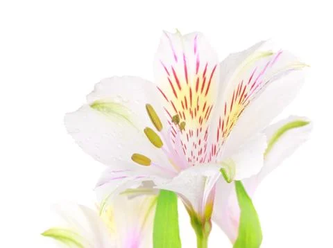 White lily Foto stock