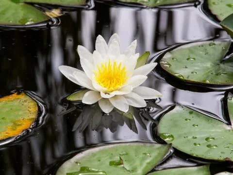 White lily Stock Photos