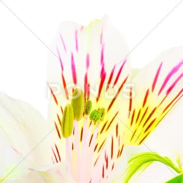 White lily Stock Photos